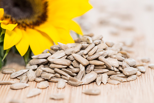 Sunflower bloom with peeled sunflower seeds
