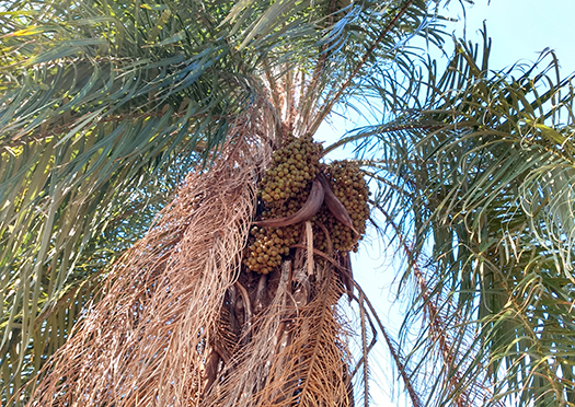 Macauba-Palme mit Früchten