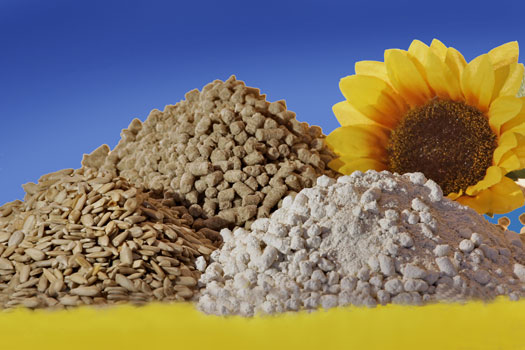 Sonnenblumenfraktionen