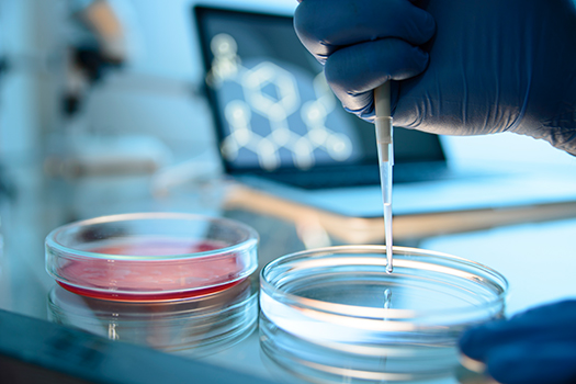 Bei der mikrobiologischen Validierung werden Testkeime eingesetzt.