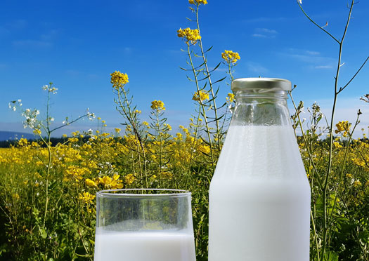 Geschmackvolle Milchalternativprodukte können aus Rapsprotein hergestellt werden.