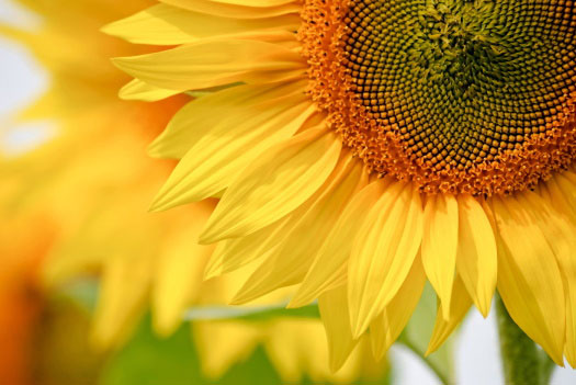 Nahaufnahme einer Sonnenblume