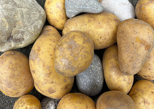 Große und kleine Kartoffeln und Steine auf einem Boden
