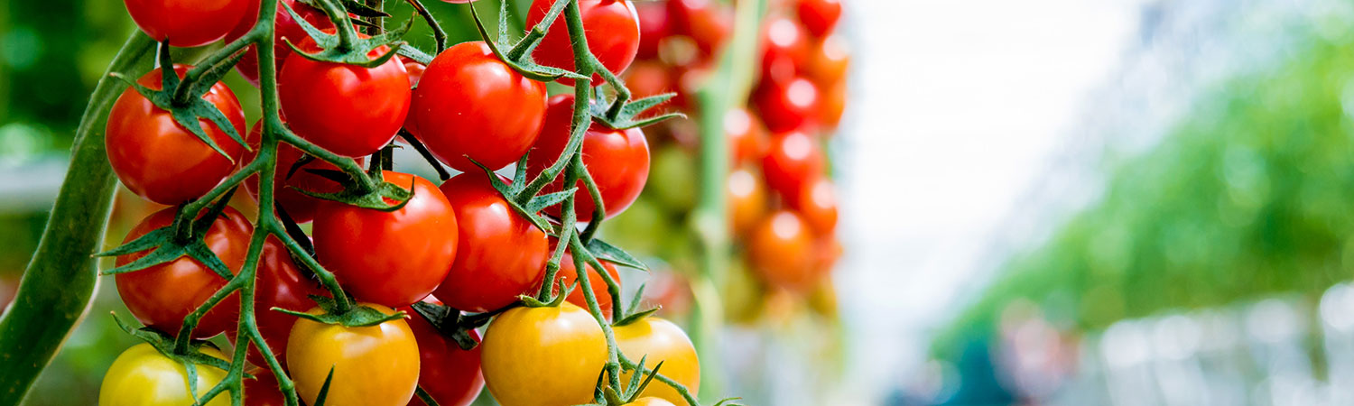 Rote und orangene Rispentomaten hängen an einem grünen Stiel