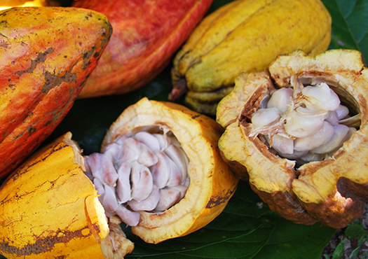 CocoaFerm - Kakaopulpe Kakaofrüchte in unterschiedlichen Reifestadien, teils geöffnet, mit sichtbarer Kakaopulpe im Inneren
