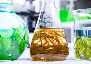 Laborgefäße und Erlenmeyerkolben gefüllt mit braunen und grünen Extraktionsmitteln und Algen