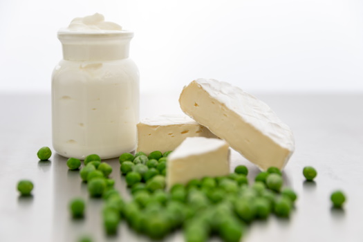 Aus heimischen Erbsen können vegane Käsealternativen hergestellt werden