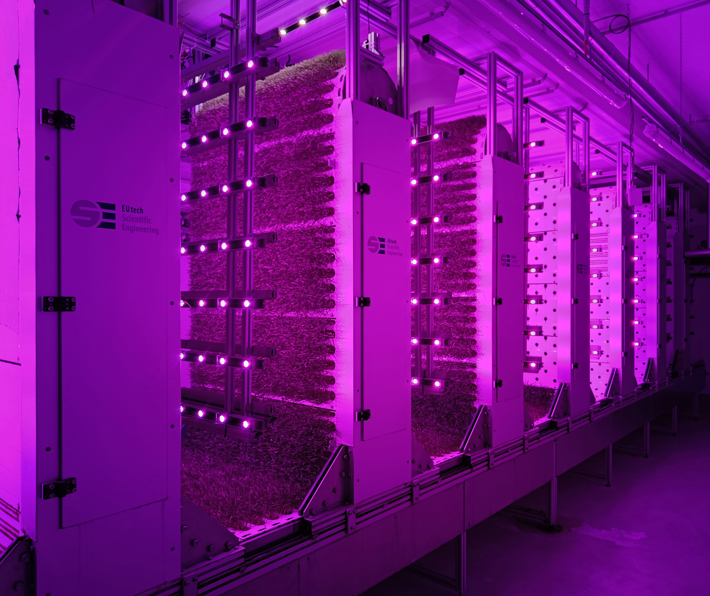 Weizengraskultivierung in der am Fraunhofer IME entwickelten Vertical Farming Anlage 