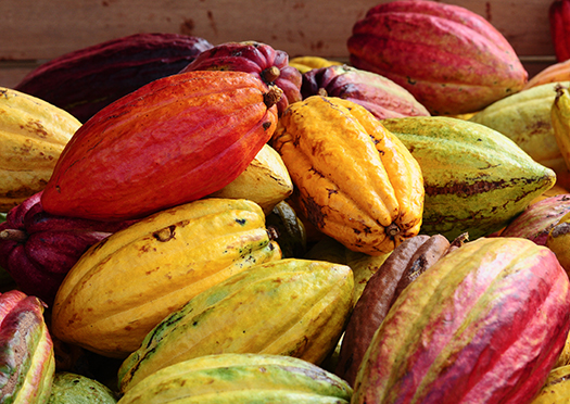 Verschiedenfarbige Kakaofrüchte auf einem Haufen