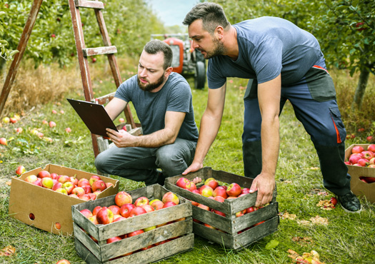 Zwei Arbeiter während der Obsternte. Im Vordergund stehen Kisten mit geernteten Äpfeln. Die Arbeiter schauen auf ein Klemmbrett mit Informationen.