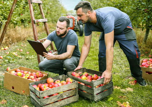 Digitalisierungslösungen entlang der Wertschöpfungskette Obstbau - MIRO Zwei Arbeiter während der Obsternte. Im Vordergund stehen Kisten mit geernteten Äpfeln. Die Arbeiter schauen auf ein Klemmbrett mit Informationen.