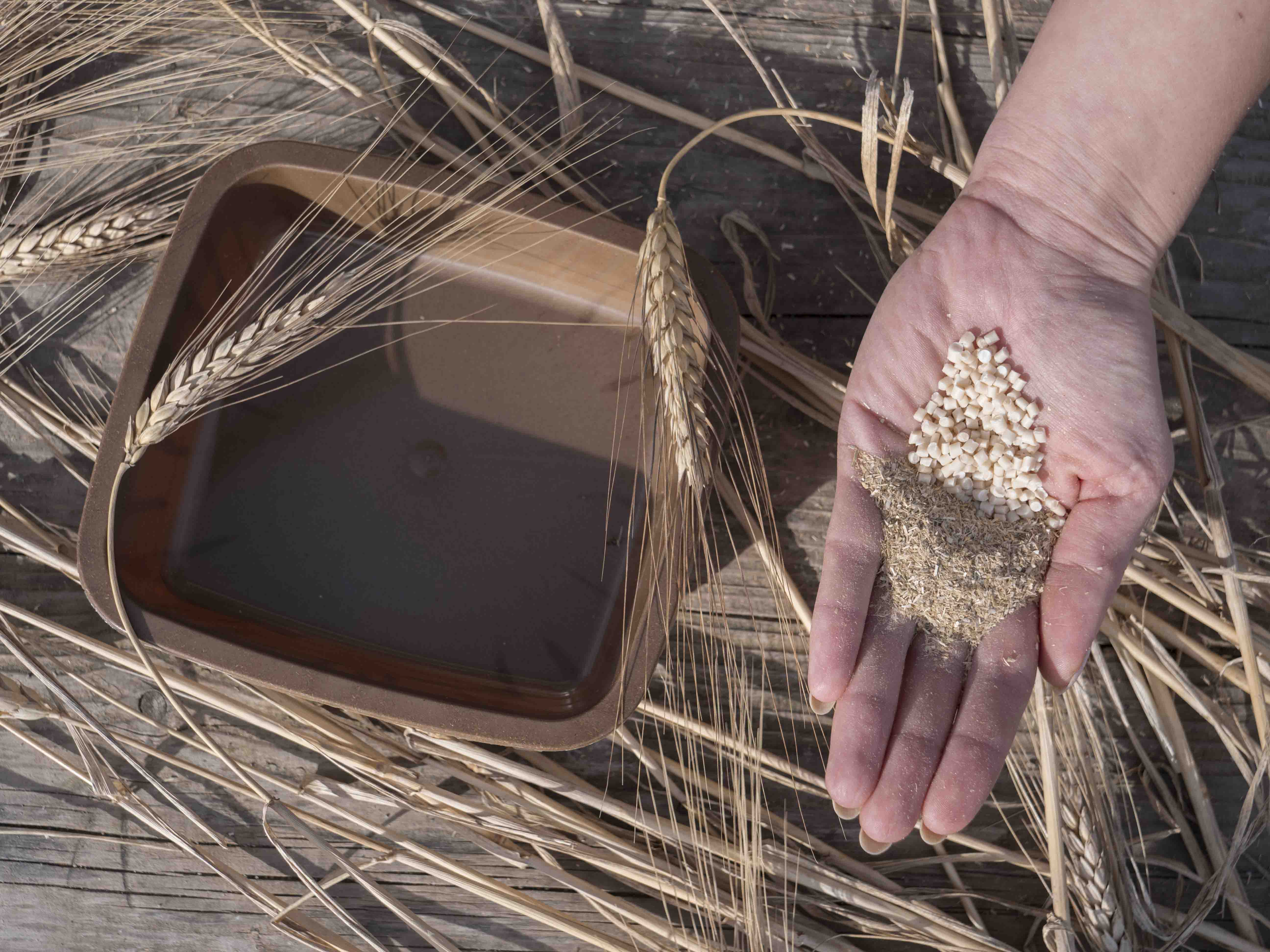Verpackung aus Biopolymeren aus Resten der Weizenstrohverarbeitung