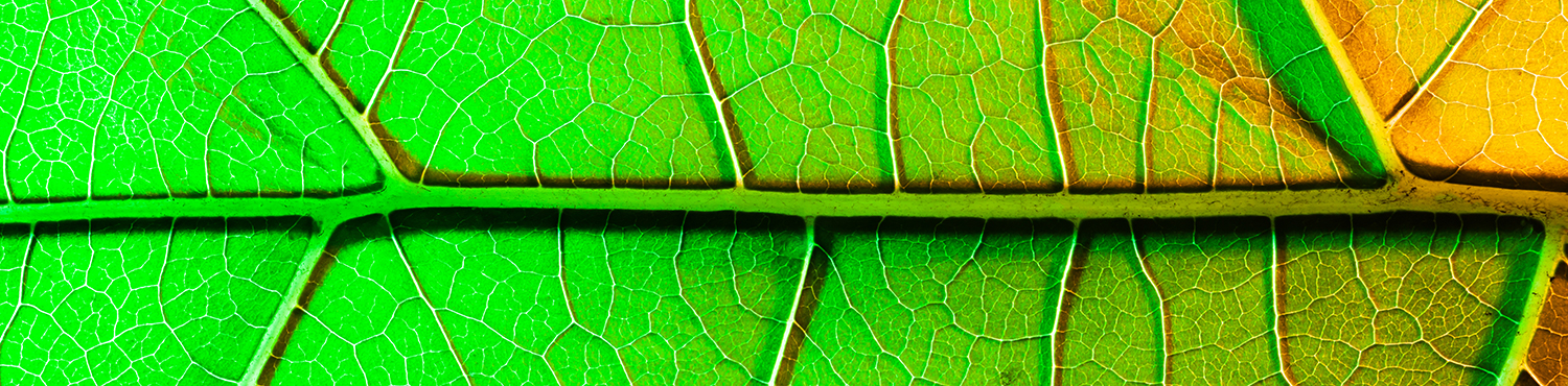 A leaf shining green-yellow with highlighted veins as a symbol for bioeconomy.