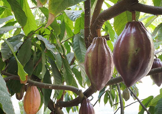 Purple-green cacao fruits on cacao tree