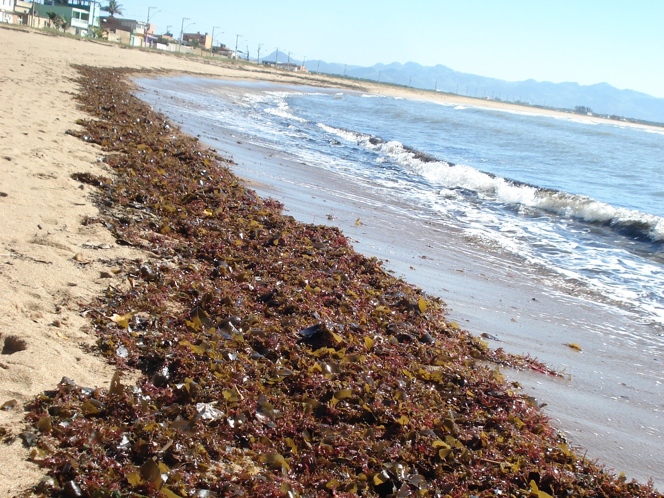 Marine algae on Brazil's coast