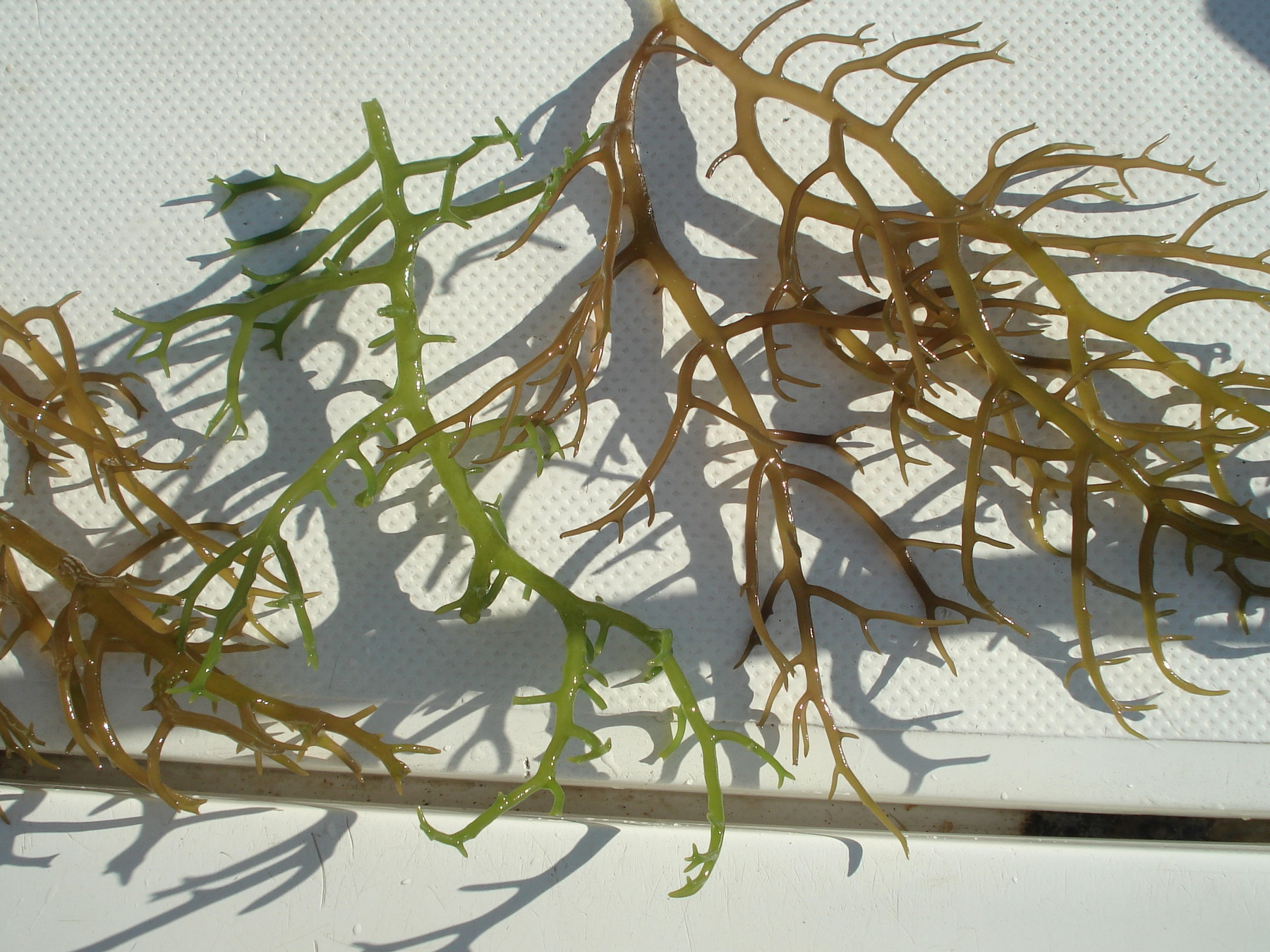 Protein-containing macroalgae