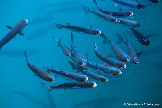 Fish food