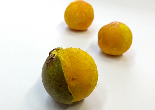 Macauba fruits, partially peeled