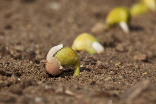 Lupin seedlings