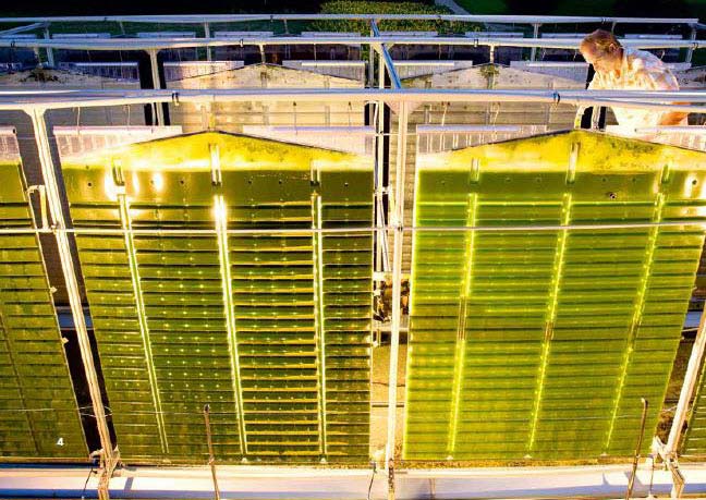 AI-controlled automated photobioreactors used for illumination in algae cultivation.
