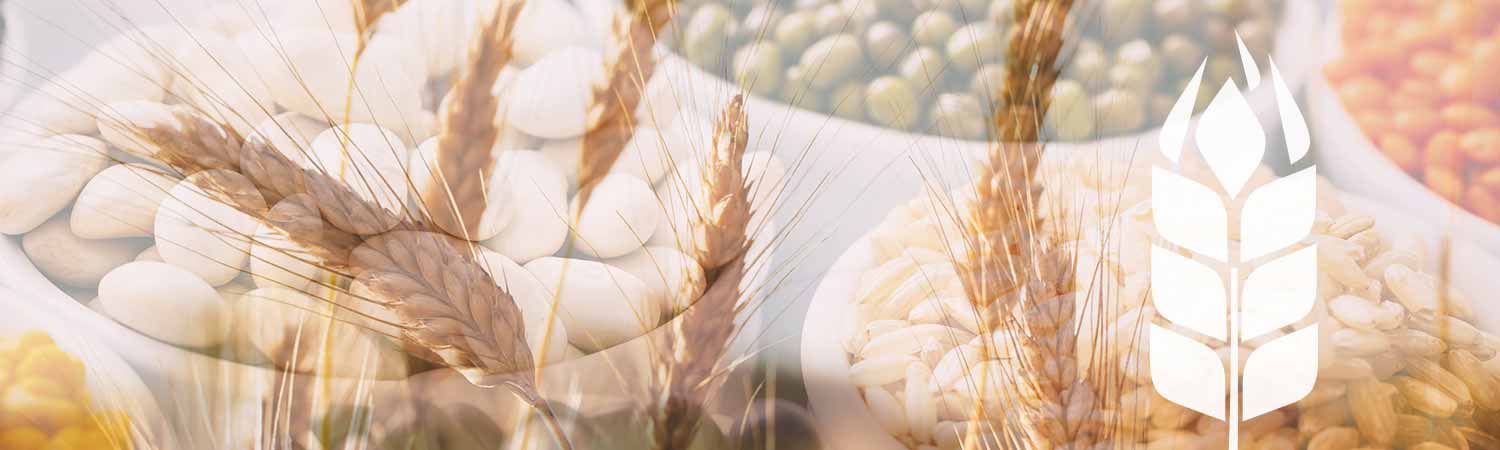 various legumes in small bowls, overlaid with the image of ears of cereals