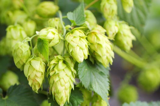 Hop cones with leafs