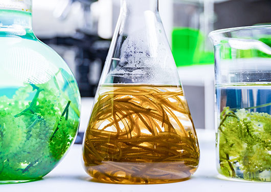 Laboratory glasses filled with extraction agents and algae