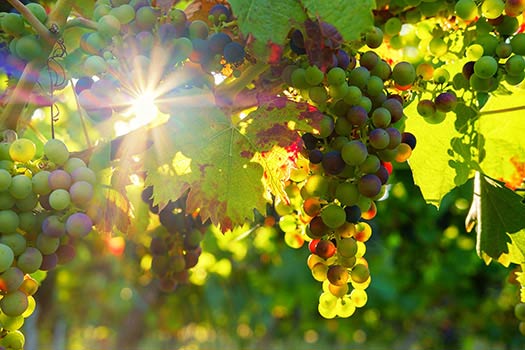 Anwendung KI basierter Messsysteme zur Charakterisierung der Rohstoffe im Weinbau Nahnaufnahme von Weinreben im Sonnenlicht