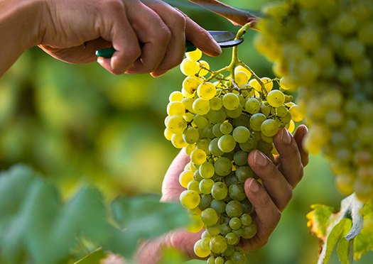 Grapes Grapes at harvest