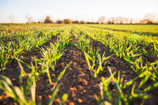 Fraunhofer-Zentrum für Biogene Wertschöpfung und Smart-Farming Ein Ackerfeld mit grünen Pflanzenkeimlingen.