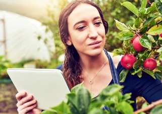 A young woman looking at apples on a tree and holding a tablet in her hand