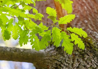 Oak tree and oak leaves
