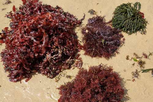 Algae plant on beach as a raw material for biobased packaging materials.