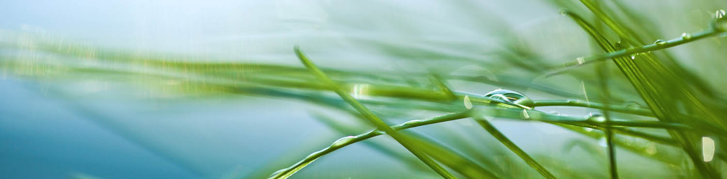 Green grass against a blue background as a symbolic image for sustainable packaging solutions.