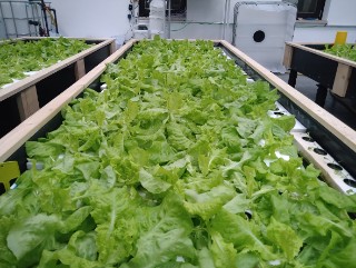 Hydroponischer Anbau von Salatpflanzen