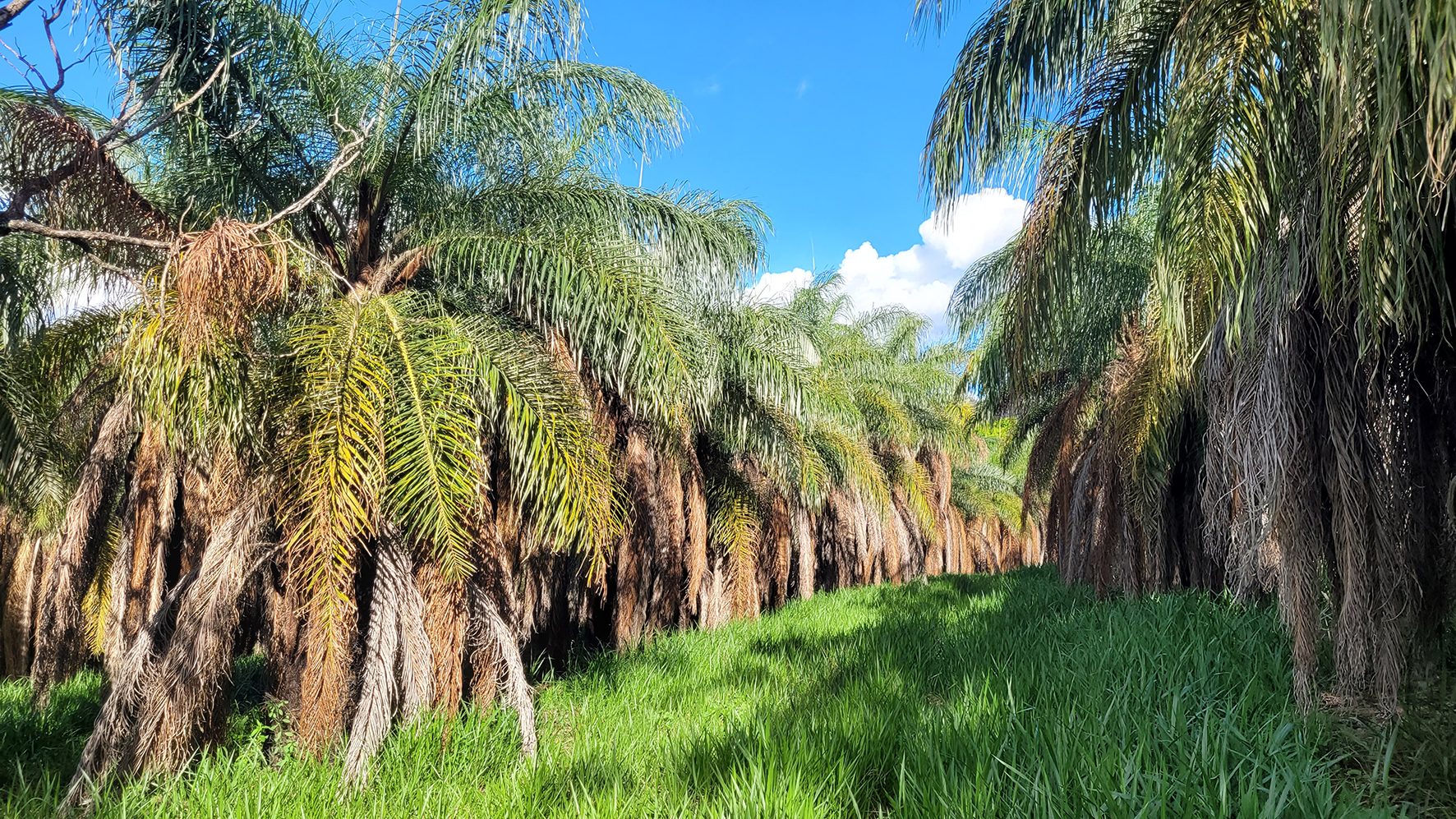 macauba palms