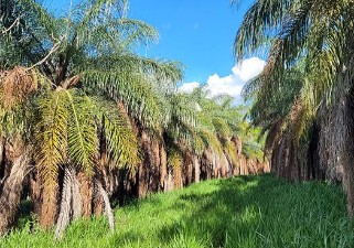 macauba palms