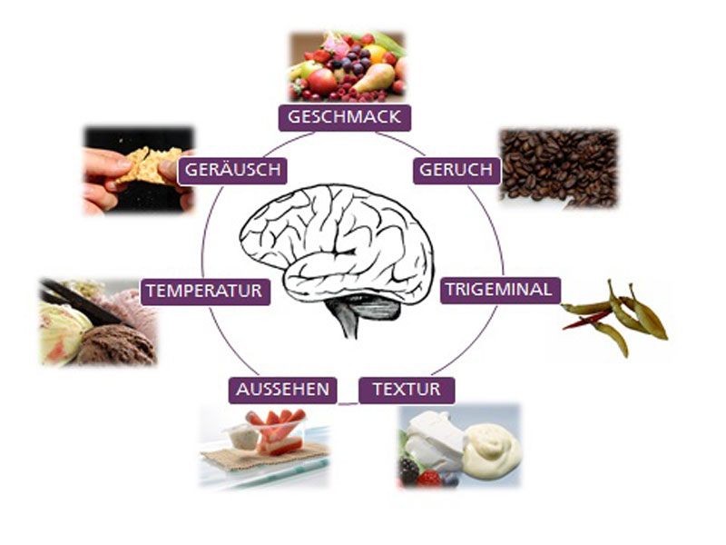 Drawing of a brain, the seven aspects of food perception are grouped around it, texture, taste, smell, temperature, trigeminal, appearance, noise