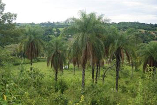 Plantation with Macauba palms in Brazil