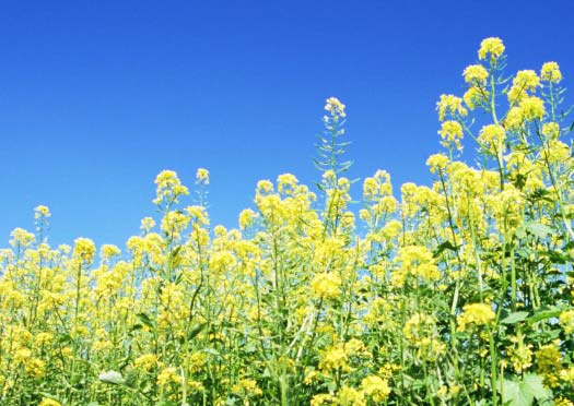 Yellow rape field in bloom under blue sky