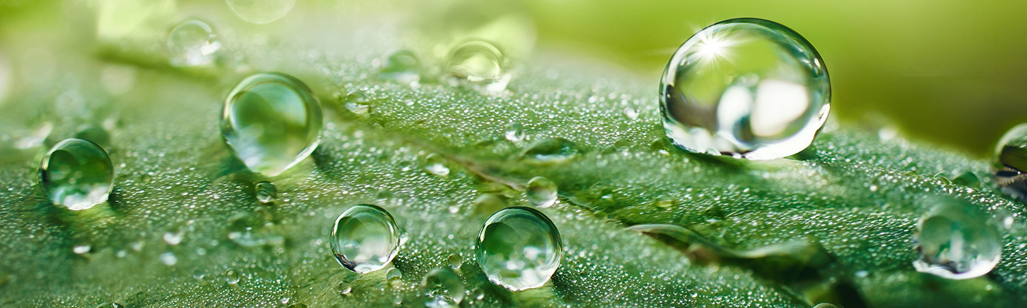 Dew drops on green leaf