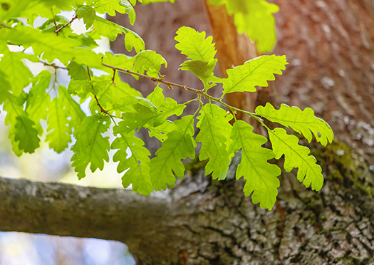 Oak tree Oak tree and oak leaves